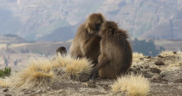 endemic Gelada baboon in Simien mountain, Ethiopia wildlife