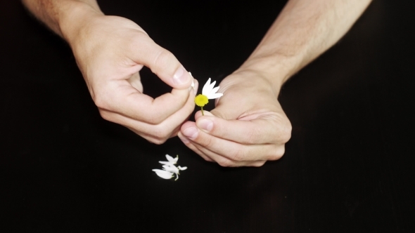 Daisy Divination. Man's Hands On Black Background alt