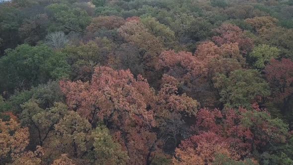 Flying Over the Park in Autumn Colorful Treetops