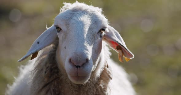 A Beautiful Adult Sheep Looking Into the Camera in Slow Motion