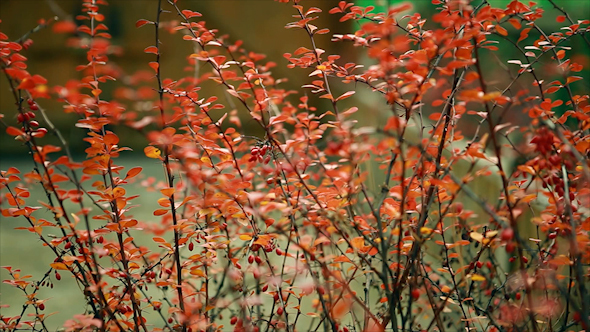 Autumn, Beautiful Red Leaves on The Bushes