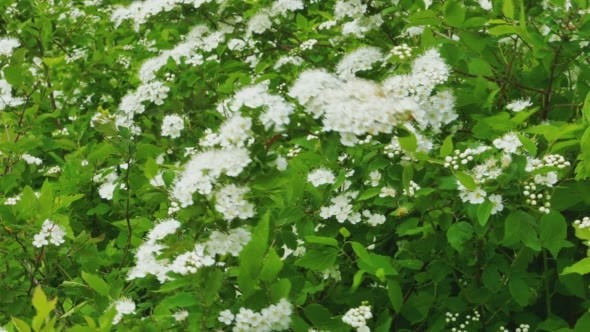White Hawthorn Flowers on a Green Bush