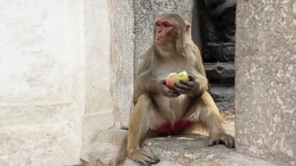 Monkey Eating Fruit alt