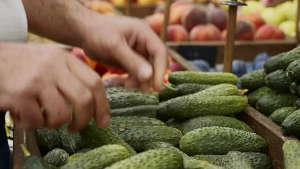 Closeup Hands of Grocery Worker is Arranging Cucumbers on Store Shelves