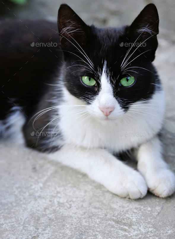 Black and white cat with green eyes - Stock Photo - Images