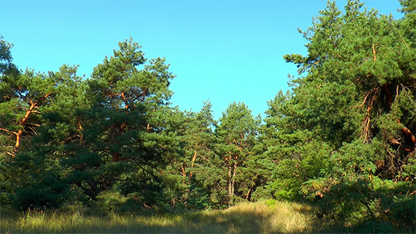Glade in a Pine Forest