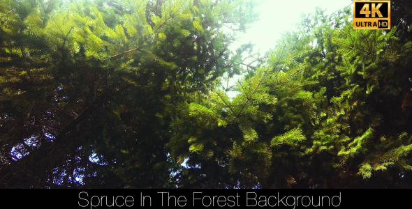 Spruce In The Forest 6 alt