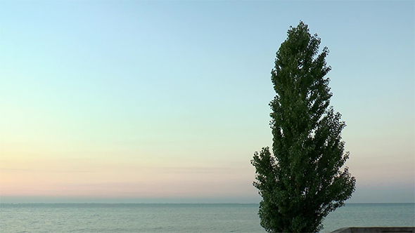 Poplar Against the Backdrop of Predawn Sky and Sea