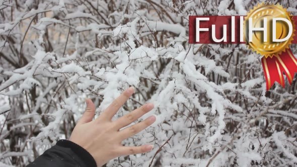 Touching Snowy Bushes