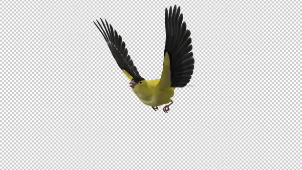 American Goldfinch - Flying Loop - Side Angle CU - Alpha Channel