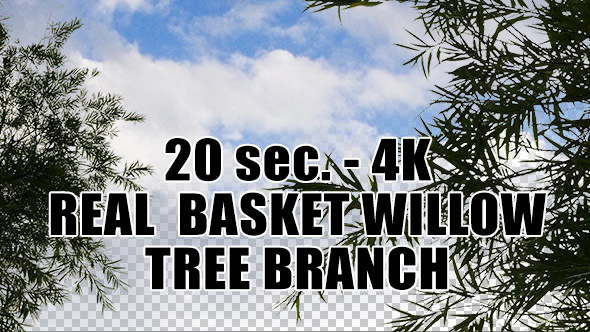 Real Basket Willow Tree Branch with Alpha Channel