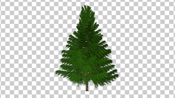 Conifer Tree Growth Animation
