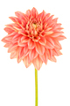 Dahlia pink, yellow colored flower with green stem - PhotoDune Item for Sale