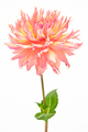 Dahlia, pink, yellow colored flower and green leaf - PhotoDune Item for Sale