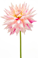 Dahlia flower white, pink colored, Studio shooting - PhotoDune Item for Sale