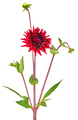 Dahlia red colored flower with green stem and leaf - PhotoDune Item for Sale