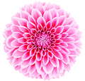 Dahlia pink, colored flower. Macro, isolated - PhotoDune Item for Sale