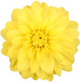 Dahlia flower yellow colored, Studio shooting - PhotoDune Item for Sale