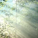 Forest In Fog 10 - VideoHive Item for Sale