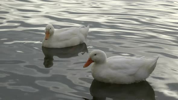 Two White Ducks Swimming