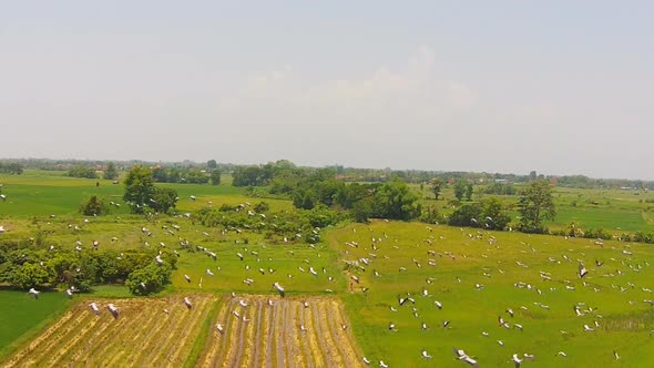 Aerial View Birds Flying Shot On Rice Field 2 alt