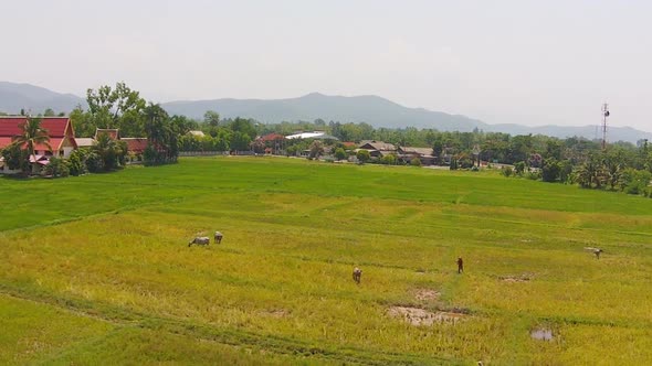 Aerial View Buffalo Life In Rice Field Footage Shot On 2 alt