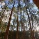Pine Forest With Sunlight 5 - VideoHive Item for Sale