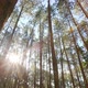 Pine Forest With Sunlight 6 - VideoHive Item for Sale