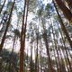 Pine Forest With Sunlight 8 - VideoHive Item for Sale