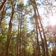 Pine Forest With Sunlight And Fog 1 - VideoHive Item for Sale