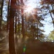 Pine Forest With Sunlight And Fog 2 - VideoHive Item for Sale