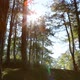 Pine Forest With Sunlight And Fog 3 - VideoHive Item for Sale