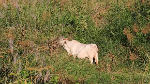White Cow Eat Grass In The Field 2 alt