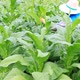 Thai Woman Put Insecticide And Fertilizer In Tobacco Plant 1 - VideoHive Item for Sale