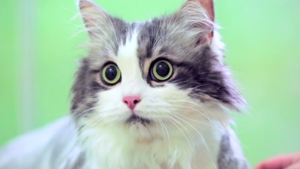 Scared Cat At Veterinary Clinic