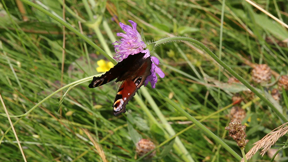 European Peacock (Aglais Io) Butterfly  alt