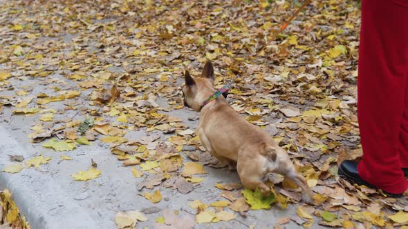 Closeup of a Leg Woman Walking Journey with a Dog in the Autumn Park alt
