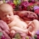 Cute Newborn Baby Girl Sleeping In Flowers  - VideoHive Item for Sale