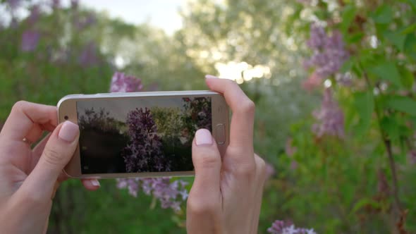 Female takes photos of blooming Apple trees, using smartphone in beautiful alt