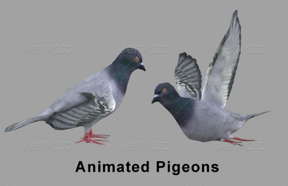 3d Pigeons Skinned Rigged - 3DOcean Item for Sale