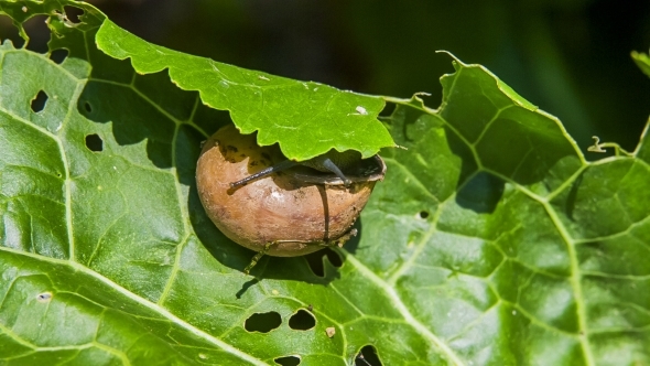 Snail And Green Leaf