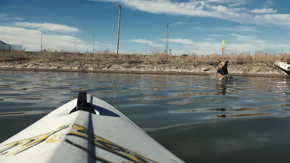 Dog Coming At Kayak Pov Waterlevel