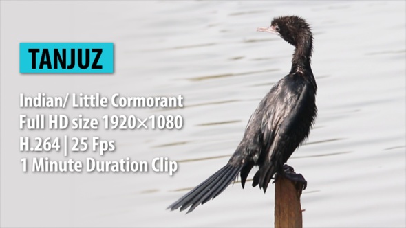 Indian/ Little Cormorant