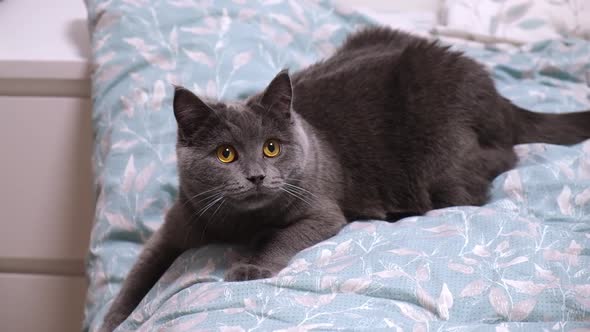 A Gray Cat Chartreuse or British Plays Hunts for Stick