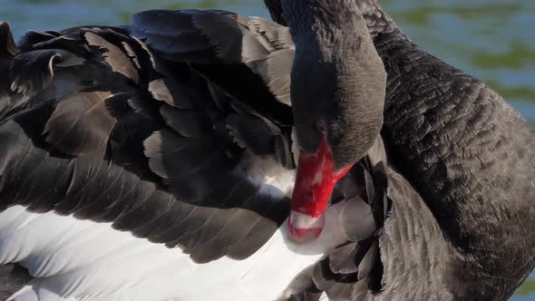 Black Swan Preening Its Feather, Extreme Close Up alt