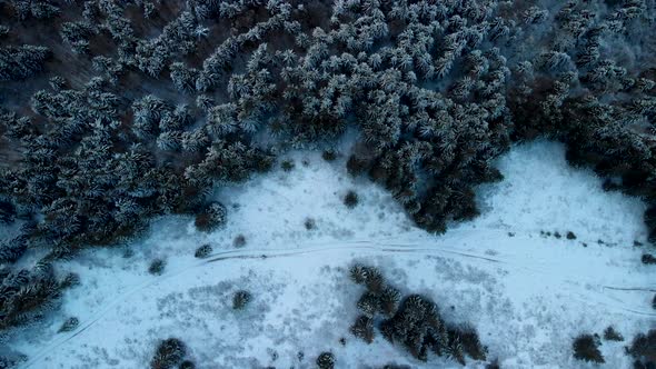 Flying Above Frozen Pine Forest in Winter