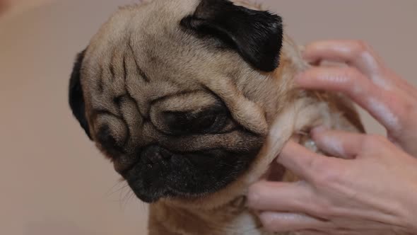 Bathtime of the Cute Dog alt