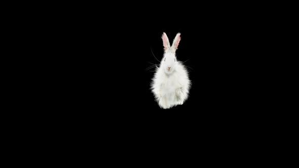62 Rabbit Flip Kick HD, Motion Graphics | VideoHive