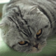Tired Cat Tired Cat - VideoHive Item for Sale