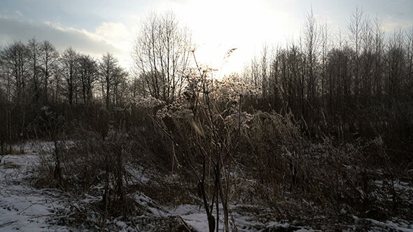 Winter Landscape with Dry Grass 